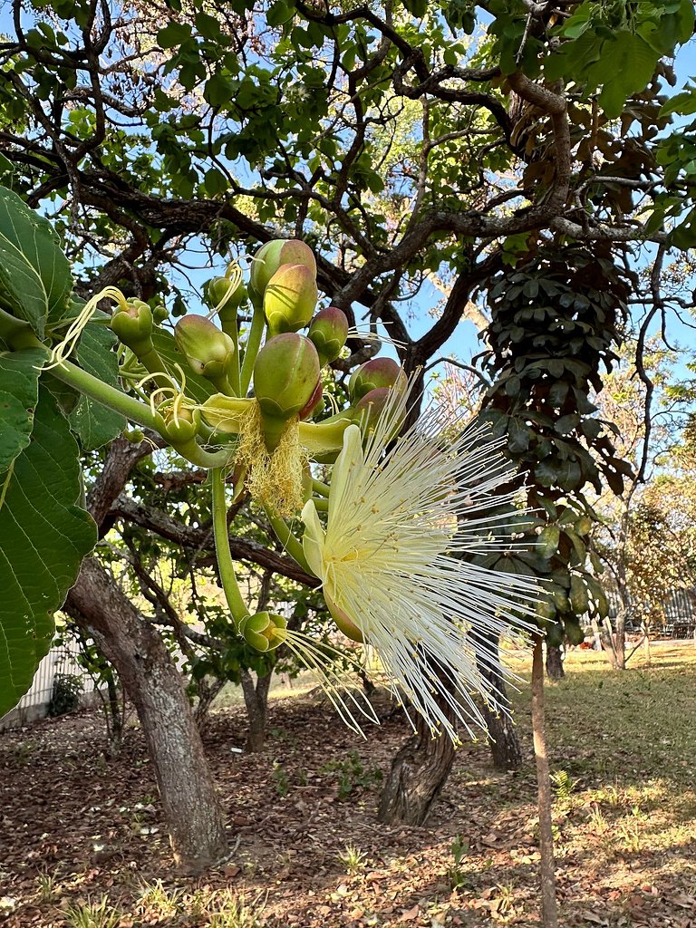 Jardim dos Sentidos no Lago Sul